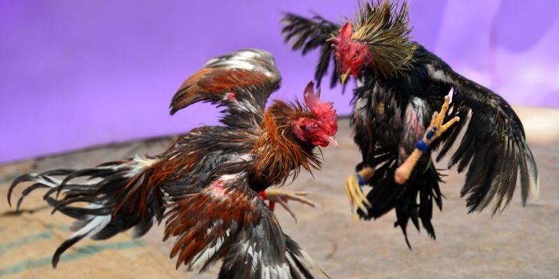 f8bet bet nổ hũ tiếng anh là gì