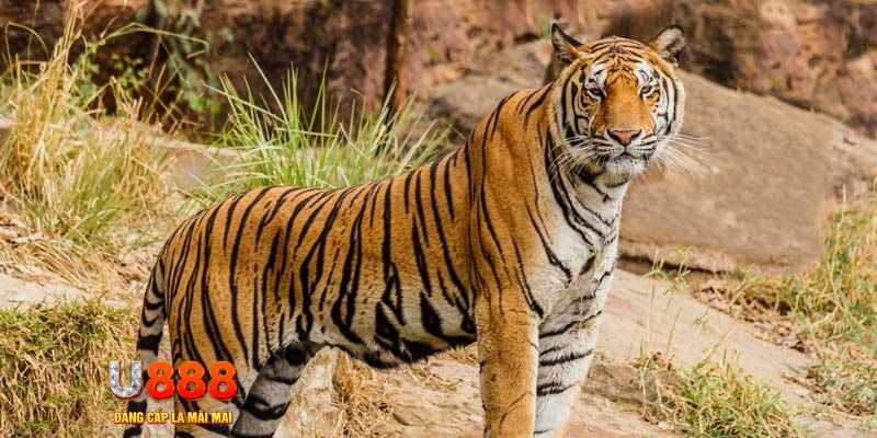 f8bet bet ban ca vip online