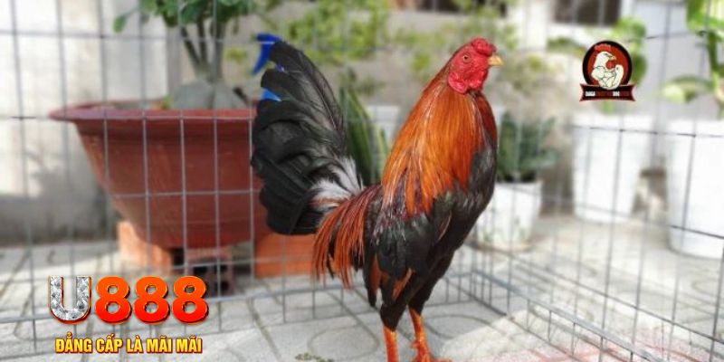 f8bet bet tải nổ hũ trên máy tính