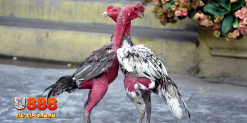 f8bet bet bàn cầu điểm số tay trước trong baccarat là gì