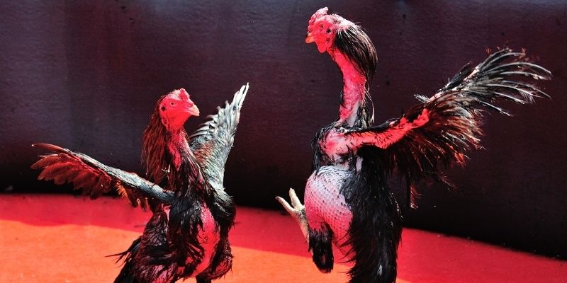 f8bet bet Spribe Điện Tử